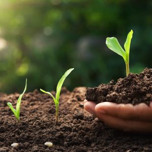 hand holding young corn for planting in garden with sunrise background