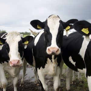 portrait-cows-standing-field