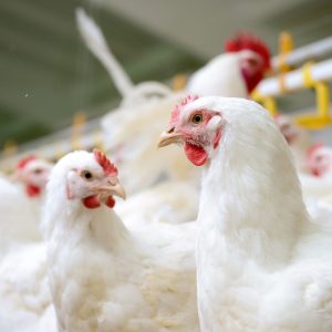 Modern chicken farm, production of white meat